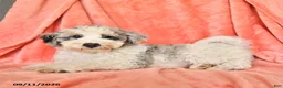 Bichpoo dogs for sale: Star - Ad 3