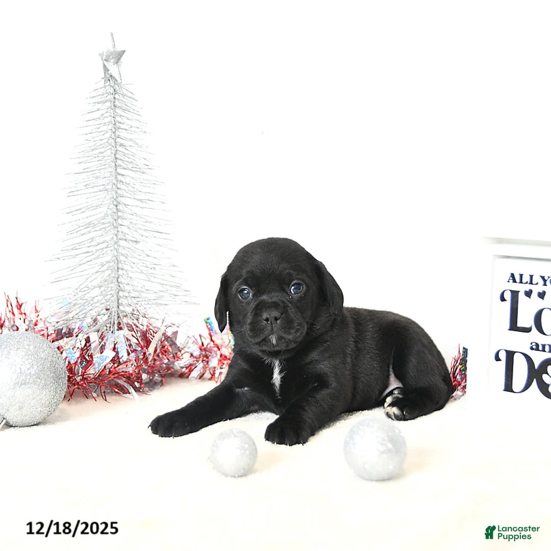 Puggle dogs for sale: Gabby - Ad 4