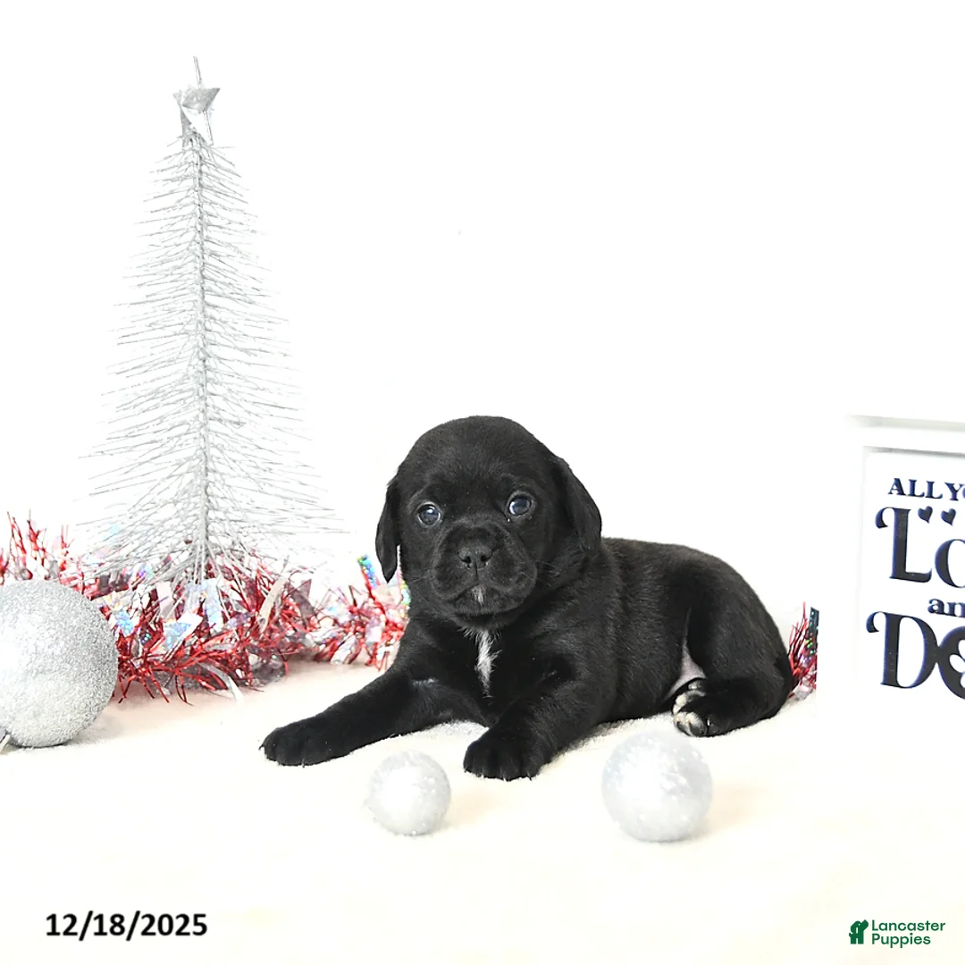 Puggle dogs for sale: Gabby - Ad 9