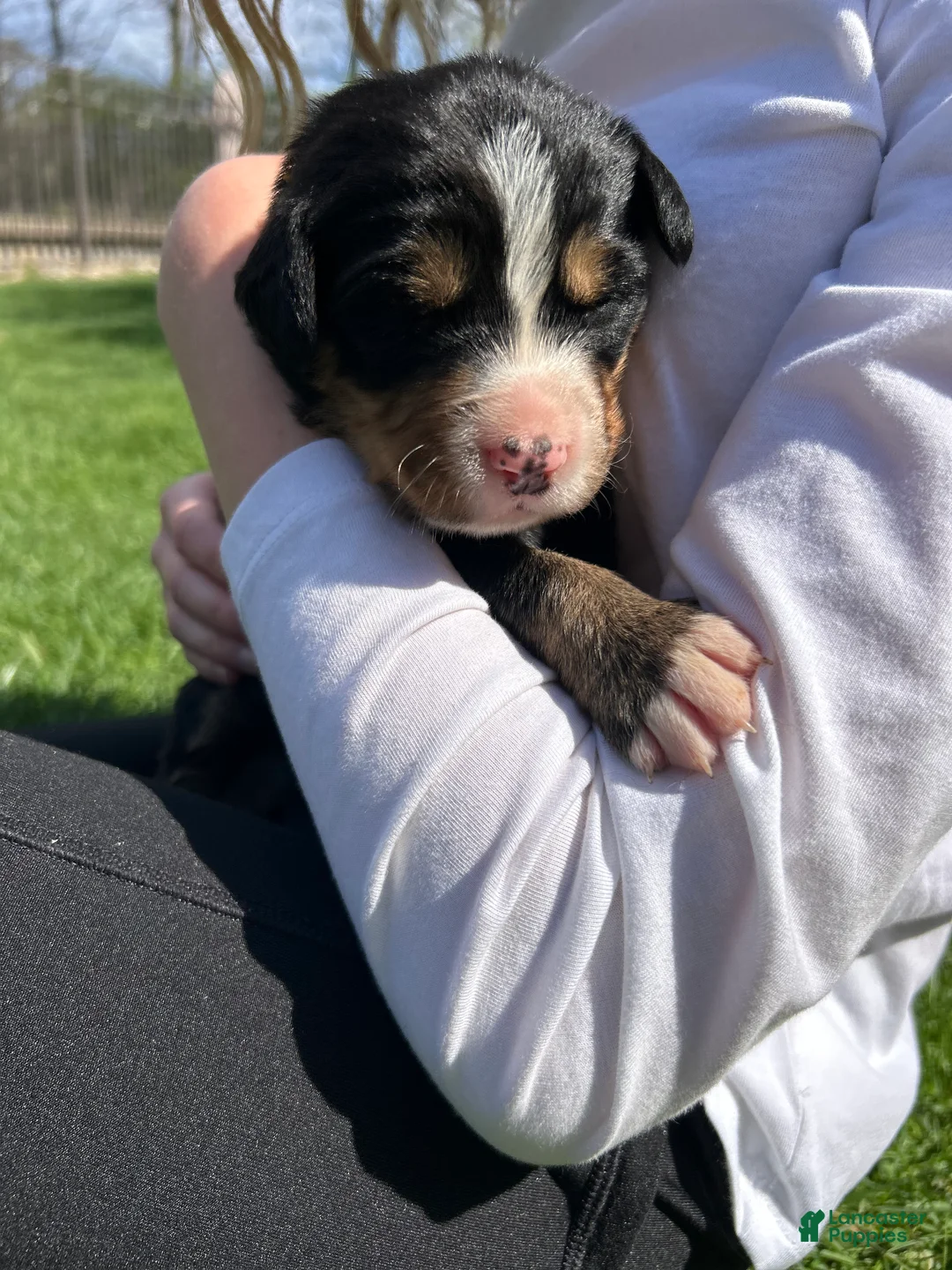 Bernese Mountain Dog dogs for sale: Bernese Mountain Dog Puppy 8 - Ad 2