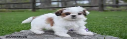 Shih Tzu dogs for sale: Gracie - Ad 2