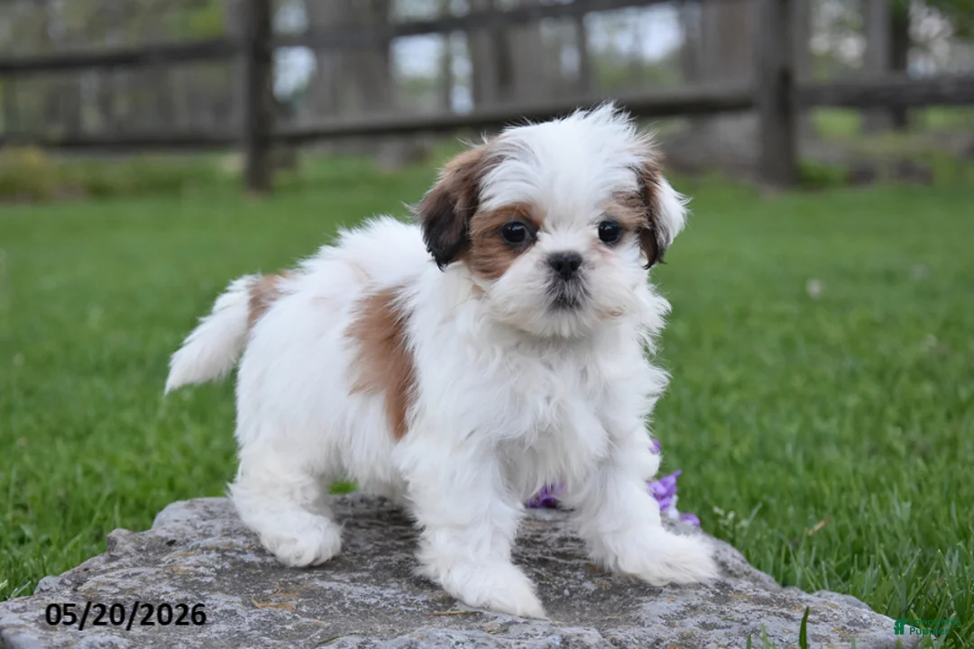Shih Tzu dogs for sale: Gracie - Ad 2