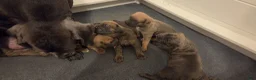 Cane Corso dogs for sale: Cane Corso 2 - Ad 5