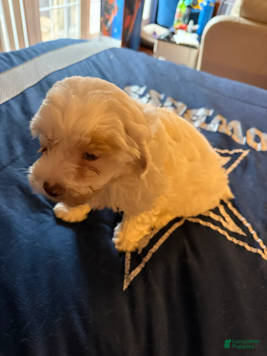 Cavapoo dogs for sale: Max a million  - Ad 5