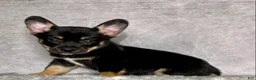 Mixed Breed dogs for sale: Mr. Hunter  - Ad 5