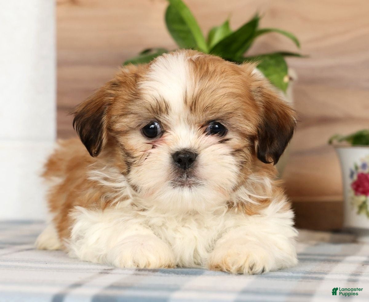 Shih Tzu dogs Hal - Ad 2