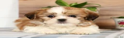 Shih Tzu dogs for sale: Hal - Ad 2