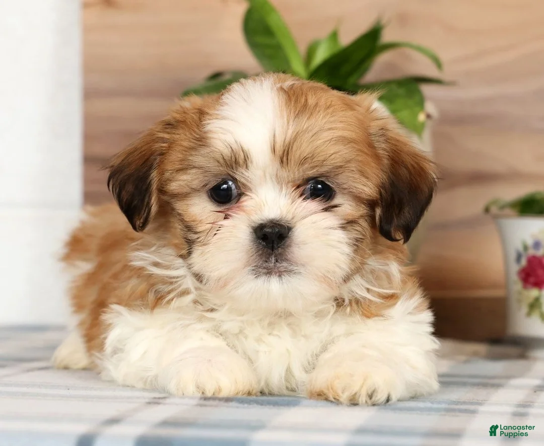 Shih Tzu dogs for sale: Hal - Ad 2