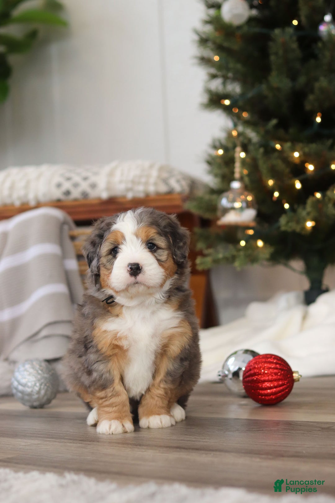 Mini Bernedoodle dogs for sale: Ollie - Ad 8