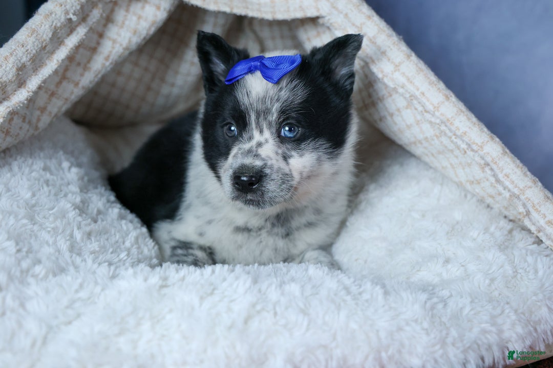 Mixed Breed dogs for sale: DIAMOND - Ad 8