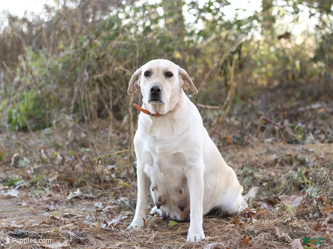 Labrador Retriever dogs for sale: Bullet  - Ad 2