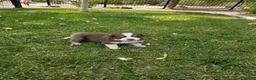 Australian Shepherd dogs for sale: Cooper Red Tri - Ad 2