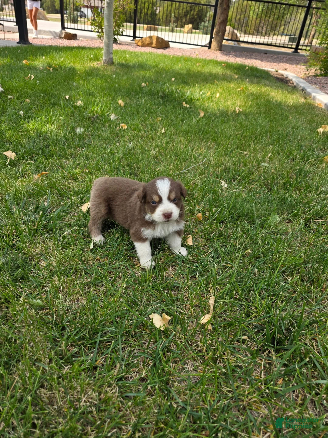 Australian Shepherd dogs for sale: Cooper Red Tri - Ad 2