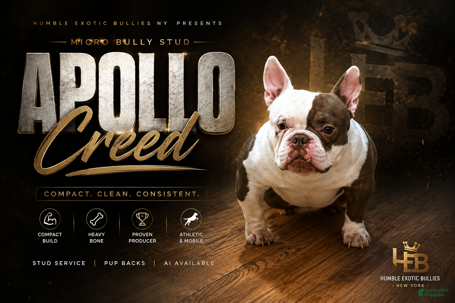 American Bully dogs APOLLO CREED –MICRO POCKET AMERICAN BULLY  - Ad 6