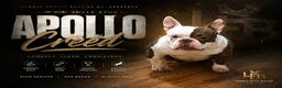 American Bully dogs for stud: APOLLO CREED –MICRO POCKET AMERICAN BULLY  - Ad 1
