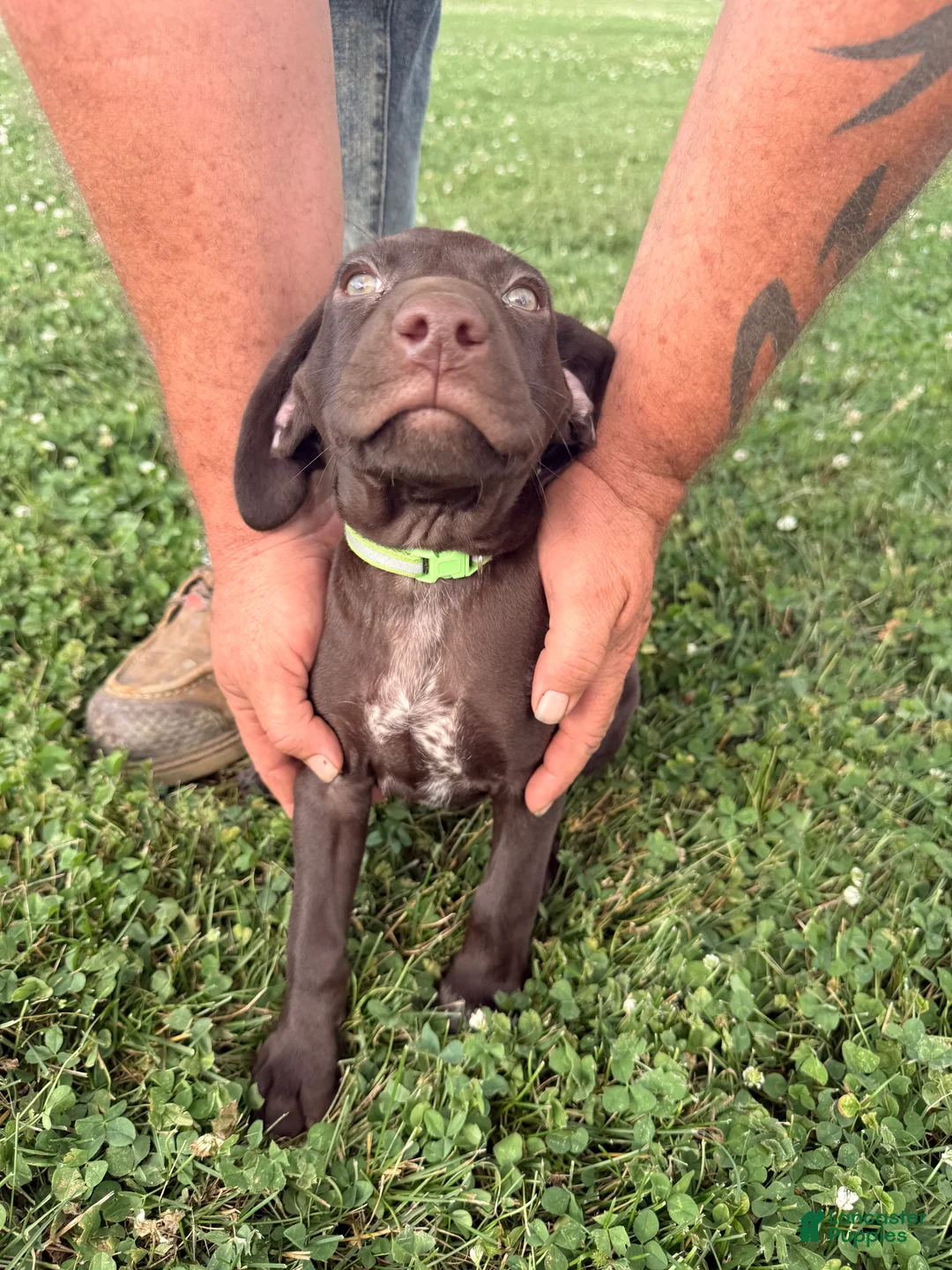 German Shorthaired Pointer dogs for sale: Ranger - Ad 2