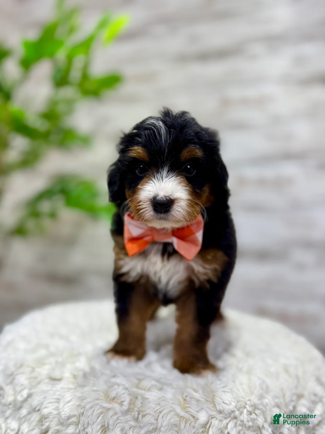 Mini Bernedoodle dogs for sale: 🥰 Macy - Ad 5