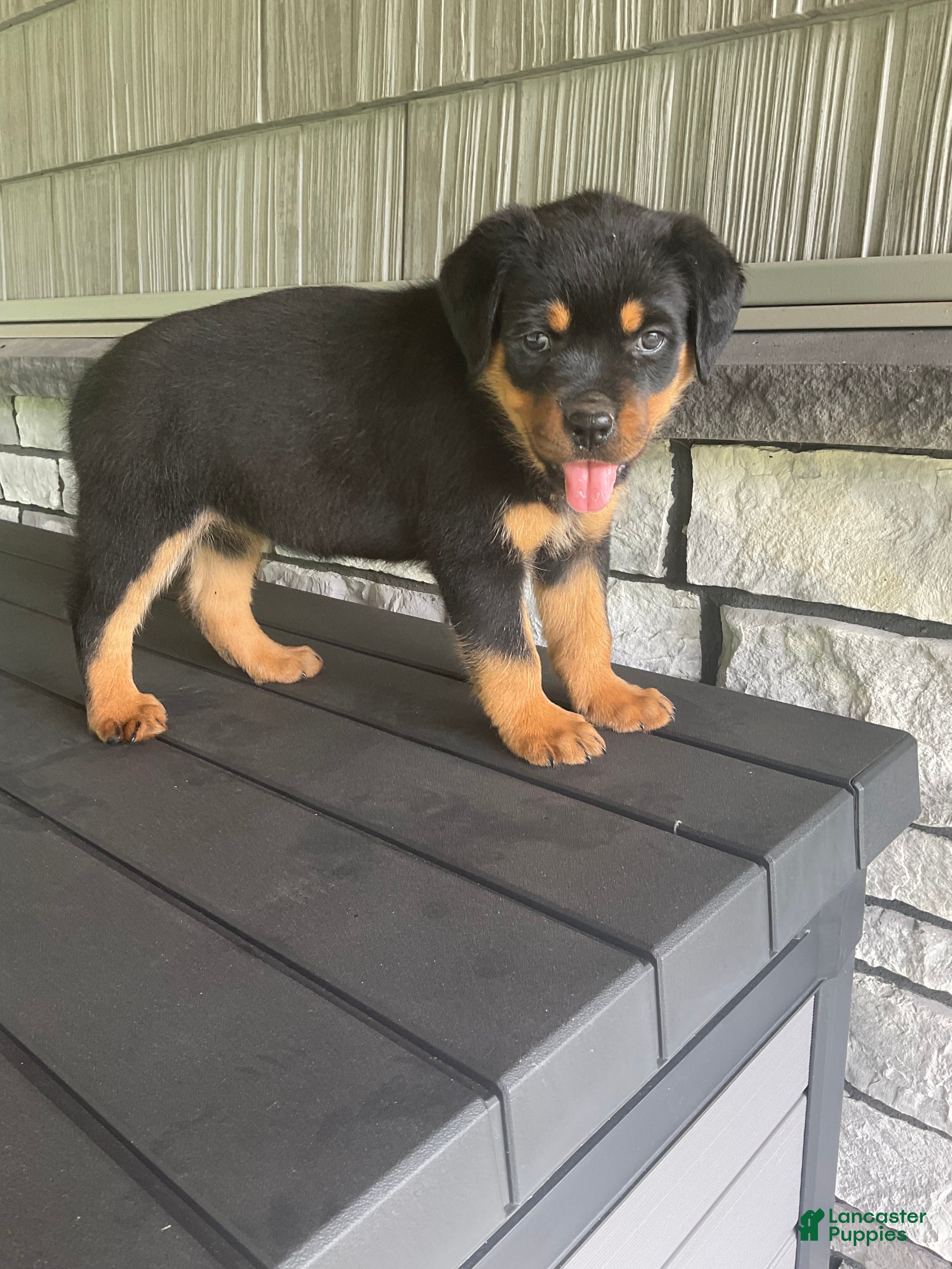 Rottweiler dogs Rottweiler 3 - Ad 1
