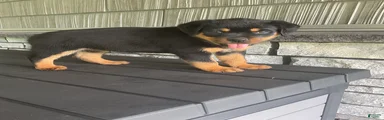 Rottweiler 3