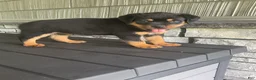 Rottweiler dogs for sale: Rottweiler 3 - Ad 1