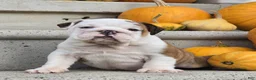English Bulldog dogs for sale: Charlie - Ad 7