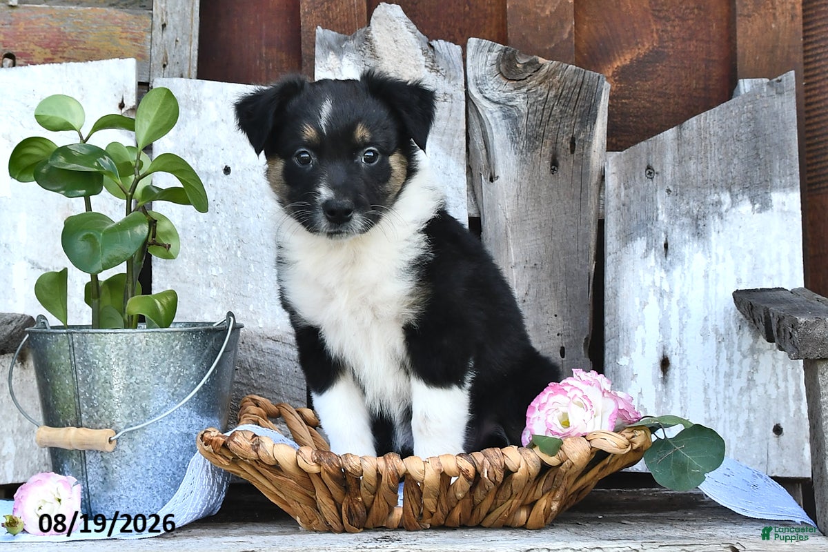 Australian Shepherd dogs Tina - Ad 1