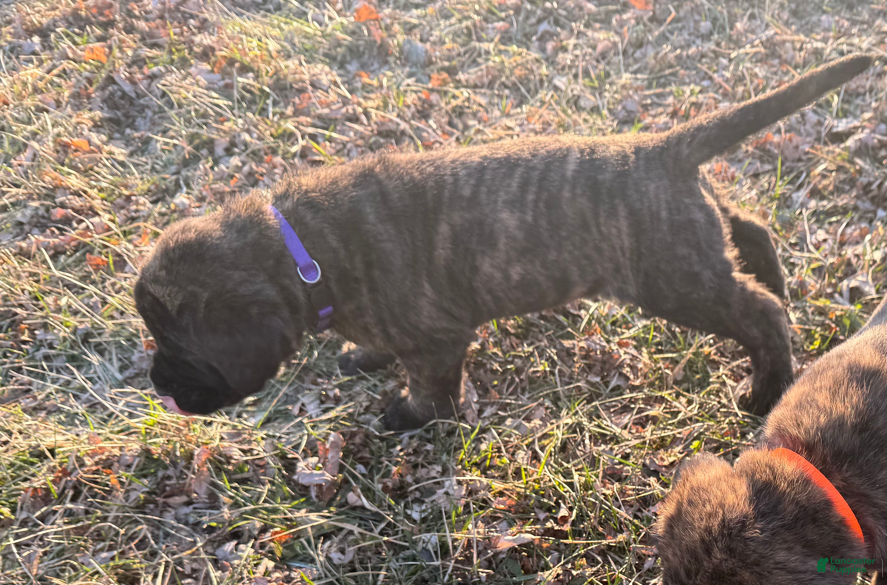English Mastiff dogs English Mastiff Puppy “Purple” - Ad 15