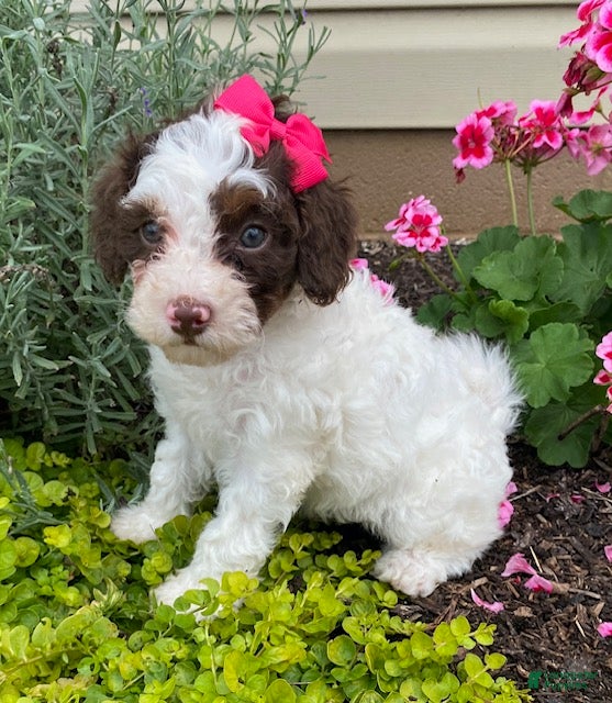 Cavapoo dogs Alice - Ad 1