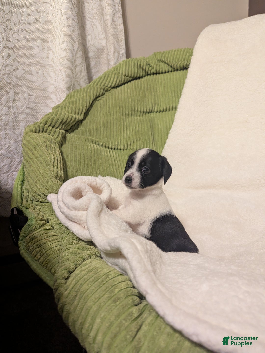 Mixed Breed dogs for sale: Poppie - Ad 5