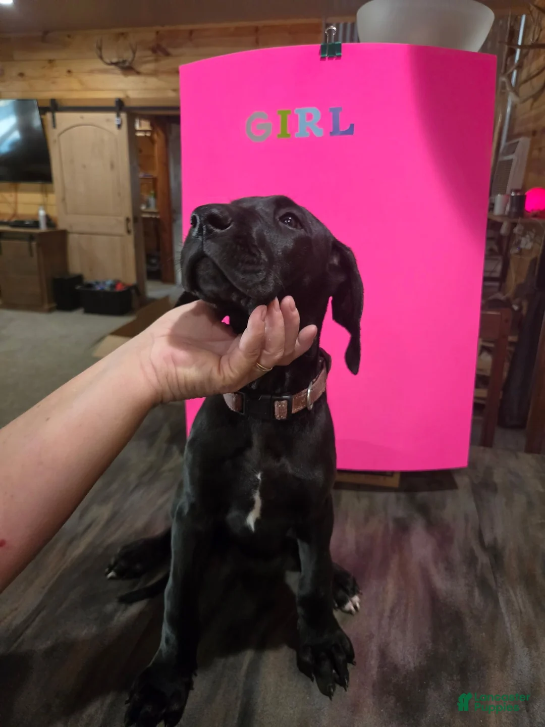 Great Dane dogs for sale: Great Dane 1 - Ad 1