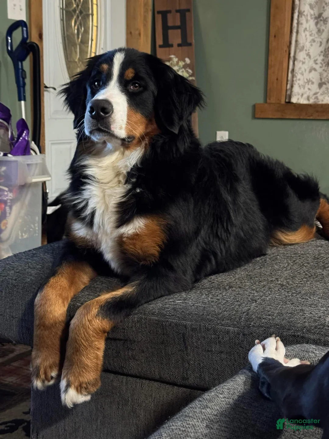 Bernese Mountain Dog dogs for sale: Hope - Ad 6