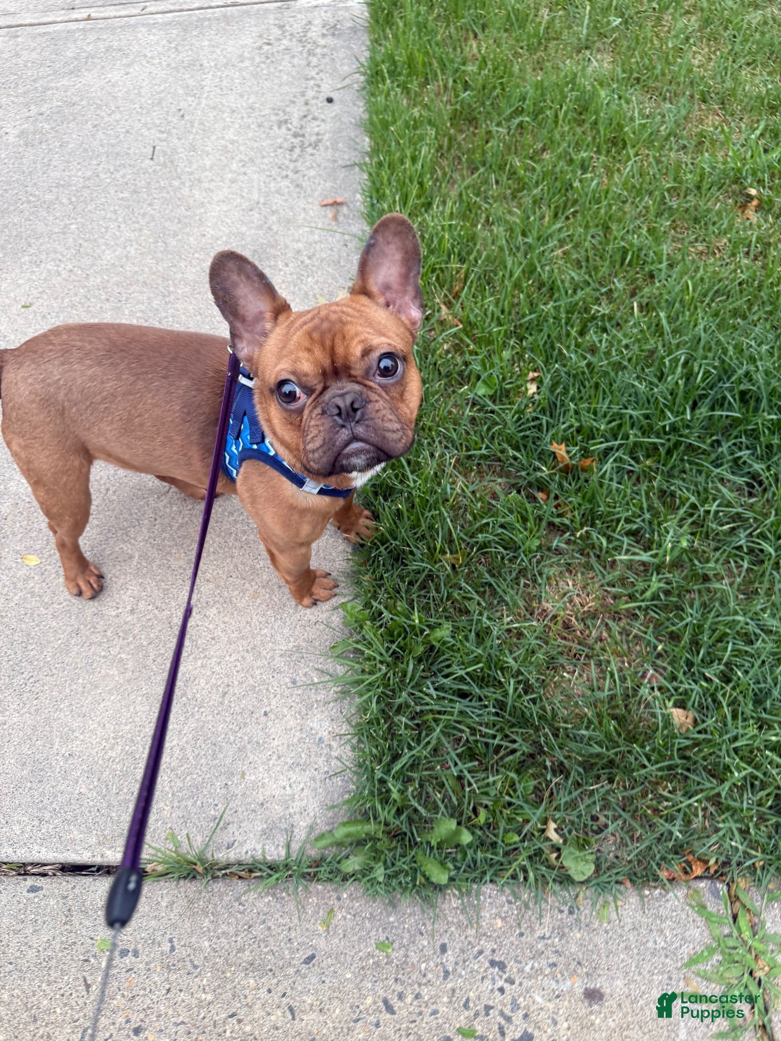 French Bulldog dogs Handsome French Bulldog Male - Ad 5