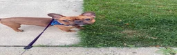 French Bulldog dogs for sale: Handsome French Bulldog Male - Ad 1