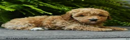 Miniature Poodle dogs for sale: Biscuit - Ad 5