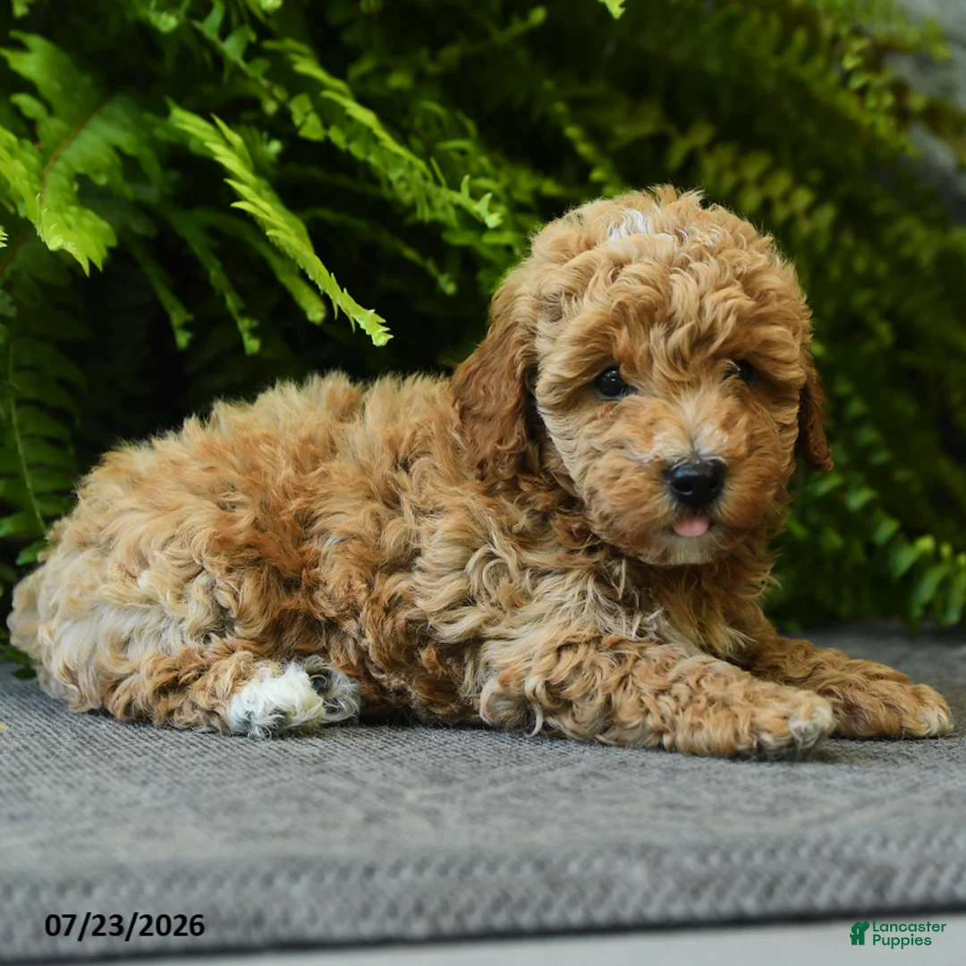 Miniature Poodle dogs for sale: Biscuit - Ad 5