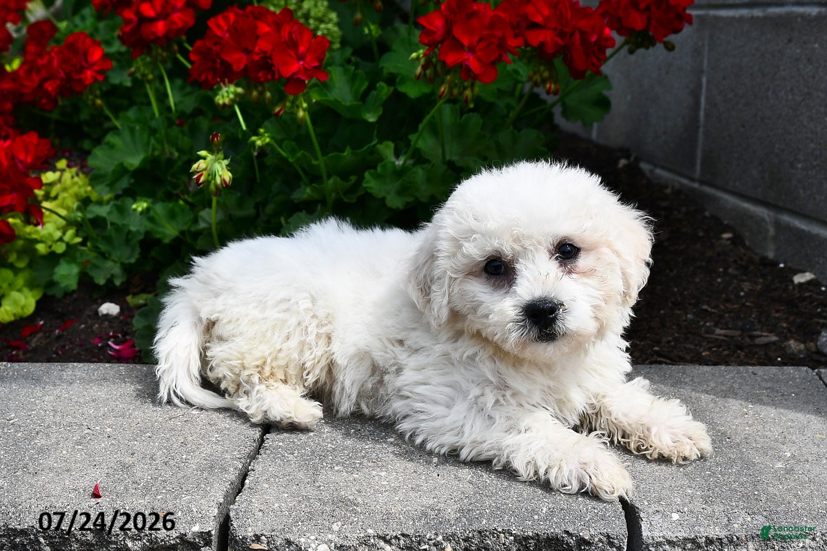 Teddy Bear dogs Alex - Ad 2