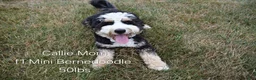 Mini Bernedoodle dogs for sale: Autumn - Ad 15