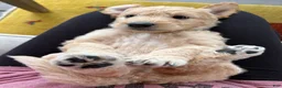 Double Doodle dogs for sale: River - F2 Double Doodle - Ad 8