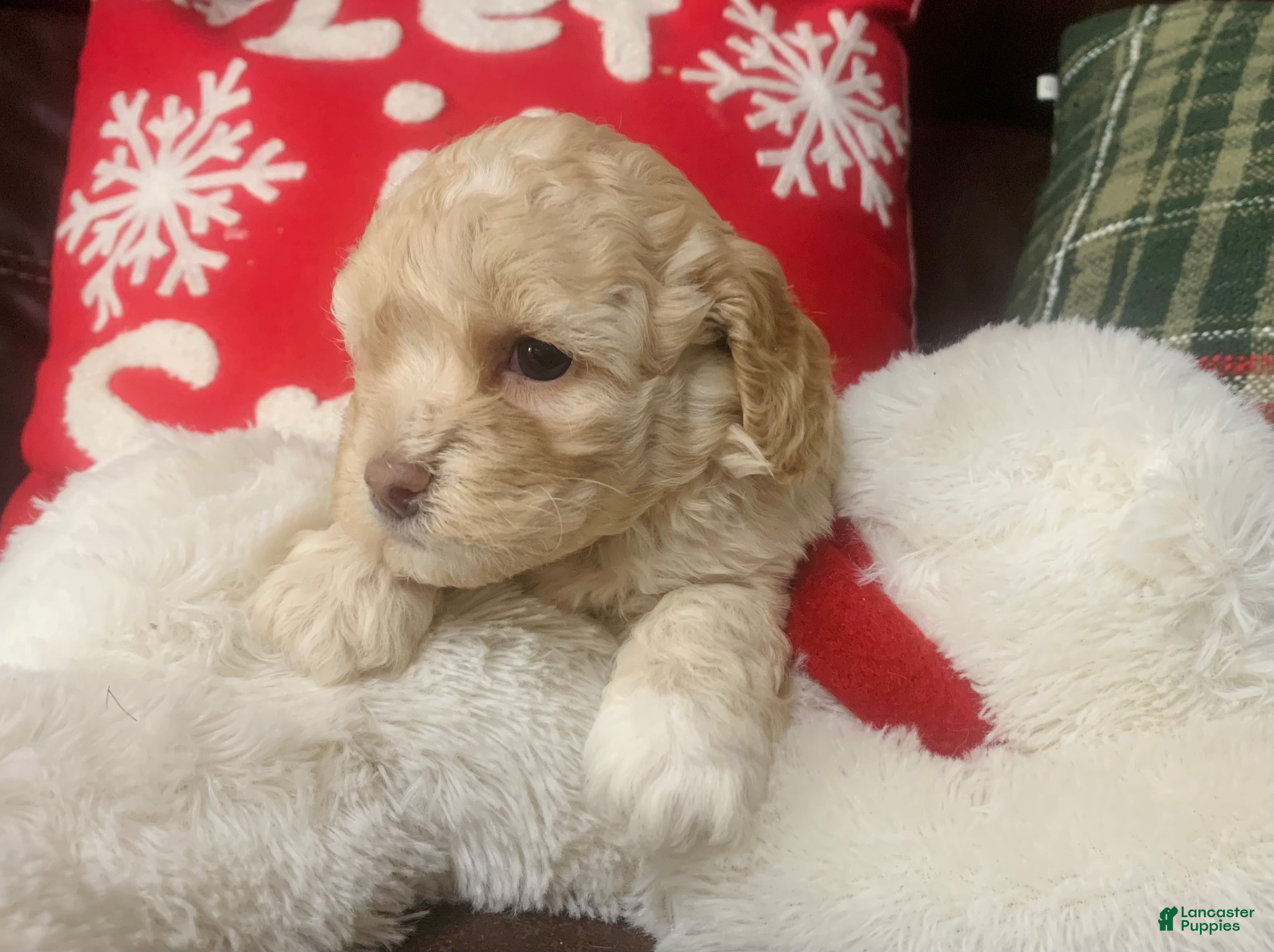 Cockapoo dogs Cockapoo Puppy 2 - Ad 27