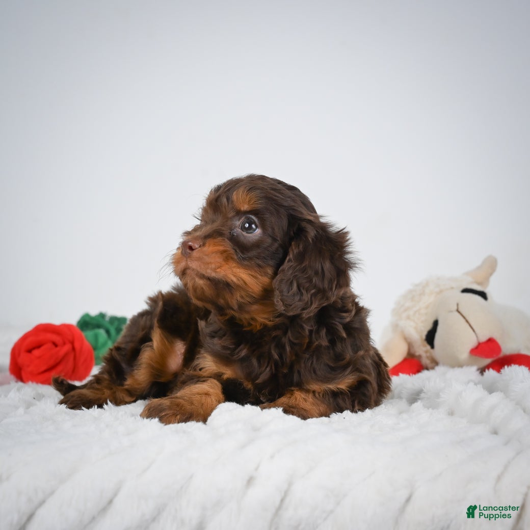 Cavapoo dogs Nalin - Ad 2