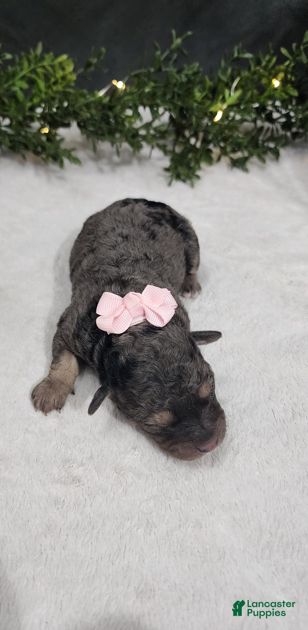 Miniature Poodle dogs for sale: Grace - Ad 3
