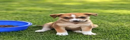 Mixed Breed dogs for sale: Mixed Breed Puppy 1 - Ad 1