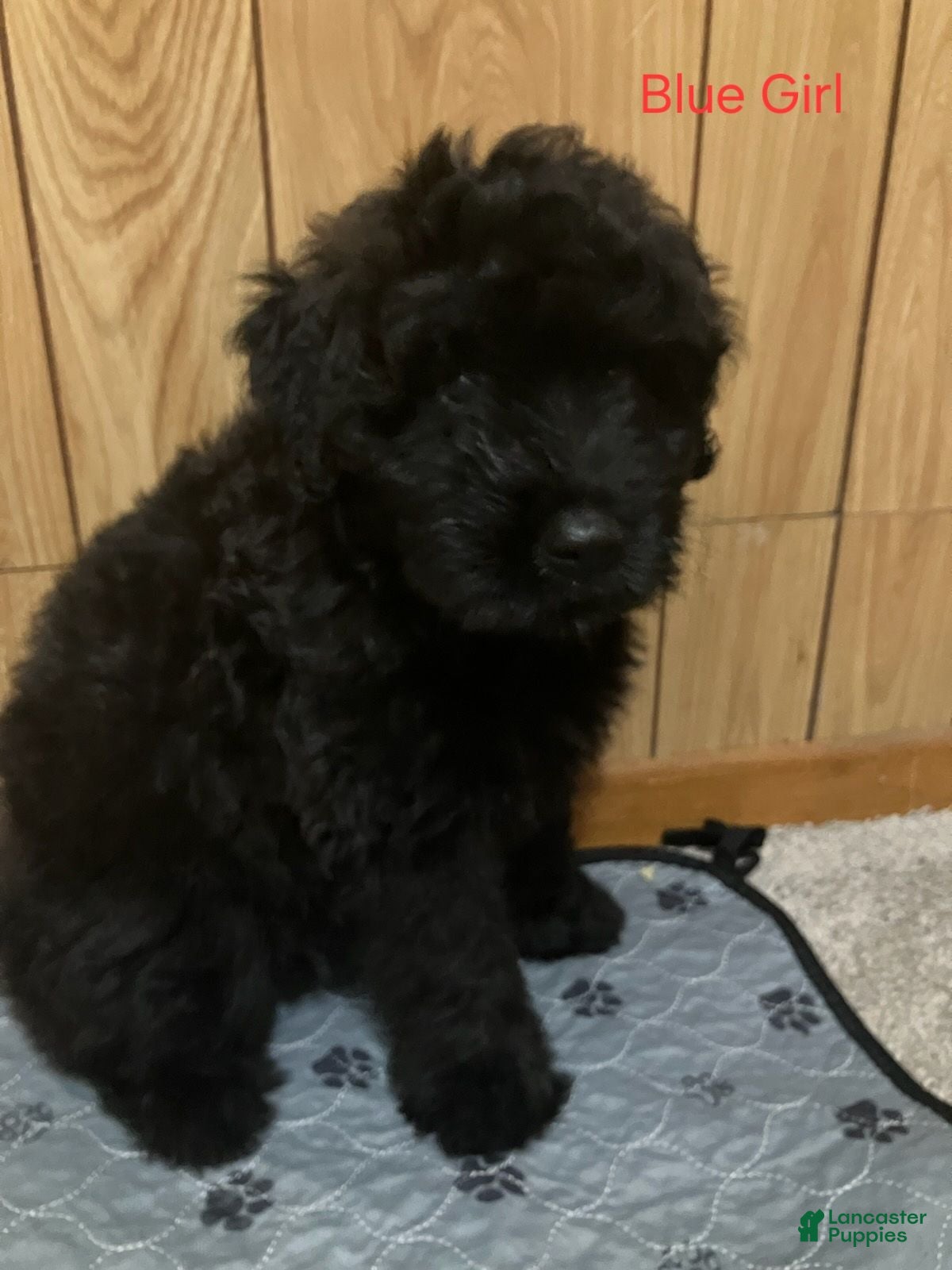 Bouvier Des Flandres dogs Bouvier Des Flandres 4 - Ad 1