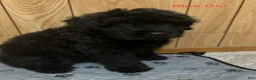 Bouvier Des Flandres dogs for sale: Bouvier Des Flandres 4 - Ad 1