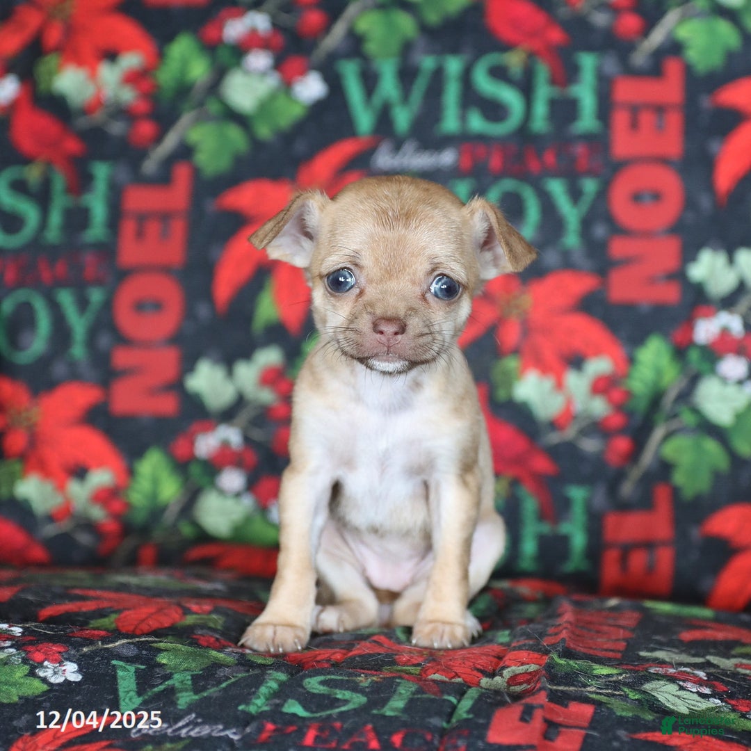 Chihuahua dogs for sale: Peaches - Ad 3