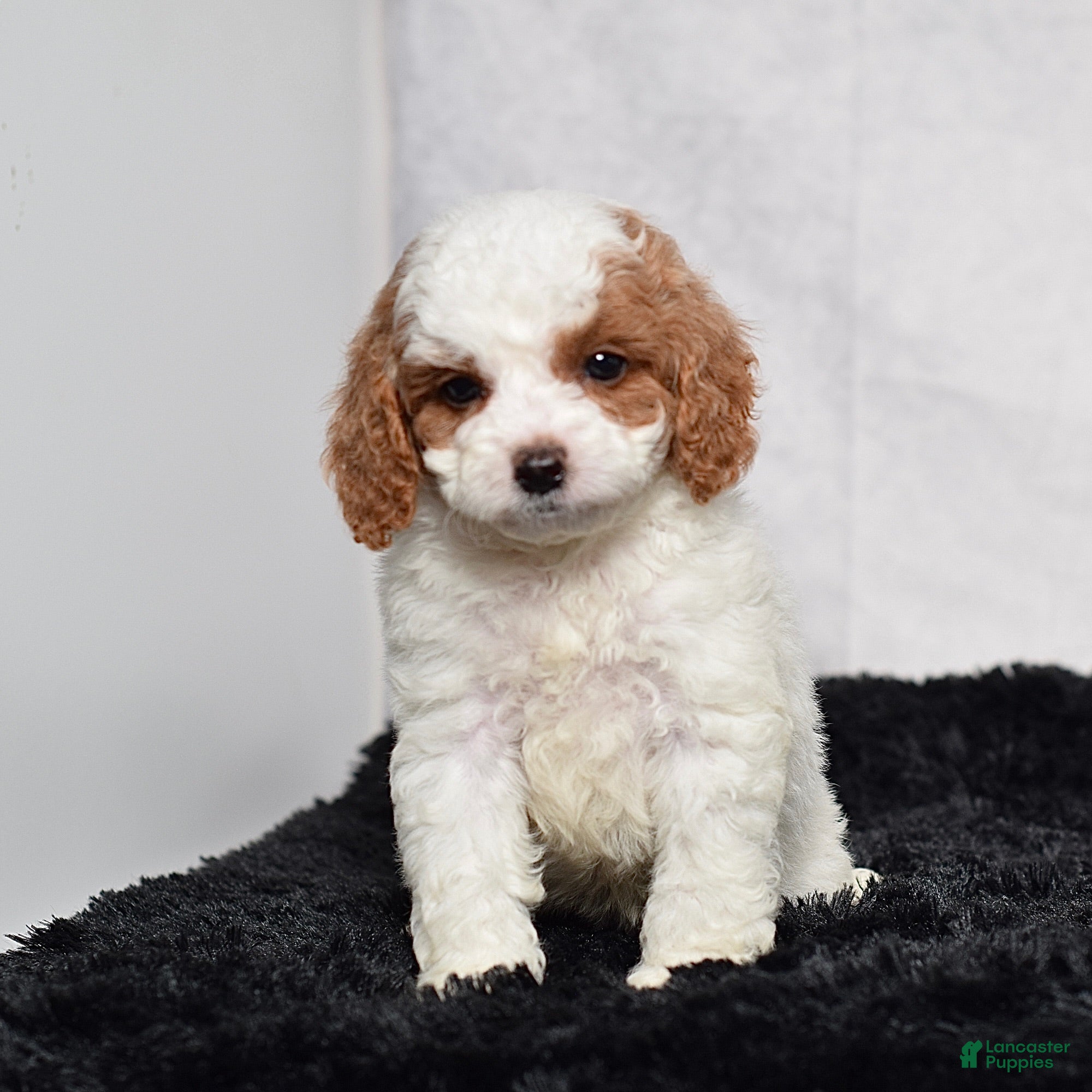Cavapoo dogs Waldo - Ad 1