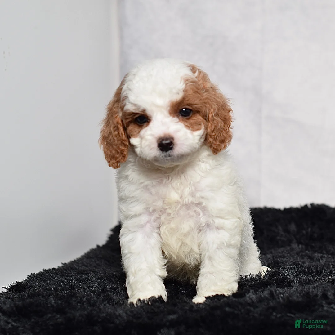 Cavapoo dogs for sale: Waldo - Ad 1