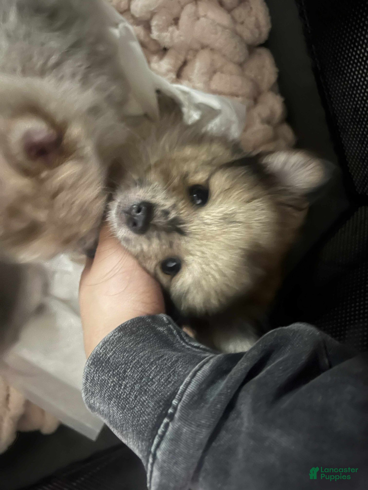 Pomeranian dogs Jodhie - Ad 1