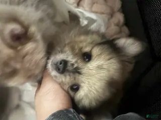 Pomeranian dogs Jodhie - Ad 8