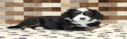 Mini Bernedoodle dogs for sale: Karly - Ad 3